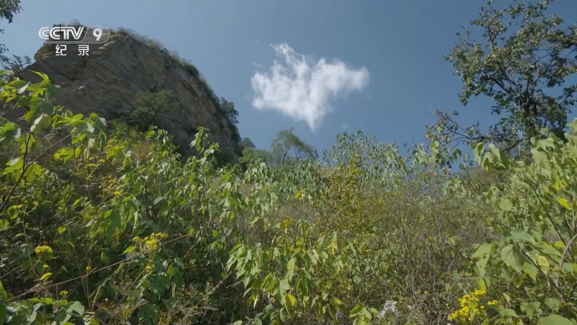 虫出江湖 《虫出江湖》 第4集 独门绝技