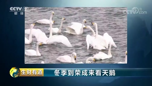 生财有道 《生财有道》 20181224 冬季到荣成来看天鹅