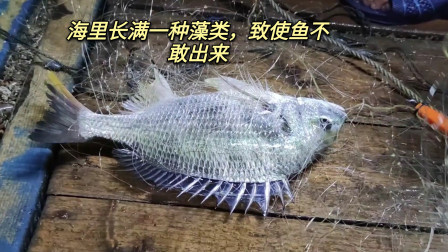 南澳岛赶海日记 海里长满一种藻类，导致渔获不敢出来，渔民最讨厌看到这样的海水了