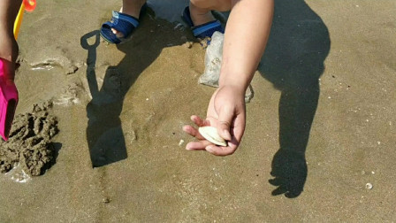 南澳岛赶海日记 渔民彪哥退潮赶海，发现满海滩的蛤蜊，抓不过来捡得不舍得回家