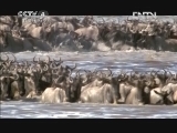 《东非野生动物大迁徙 特别报道》 20120726