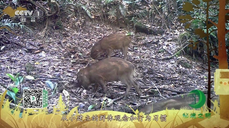 《秘境之眼》 野猪 20210728