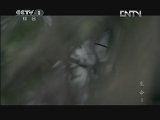 魅力纪录（CCTV-1综合频道） 《魅力纪录》 20120420 生命 第五集 鸟