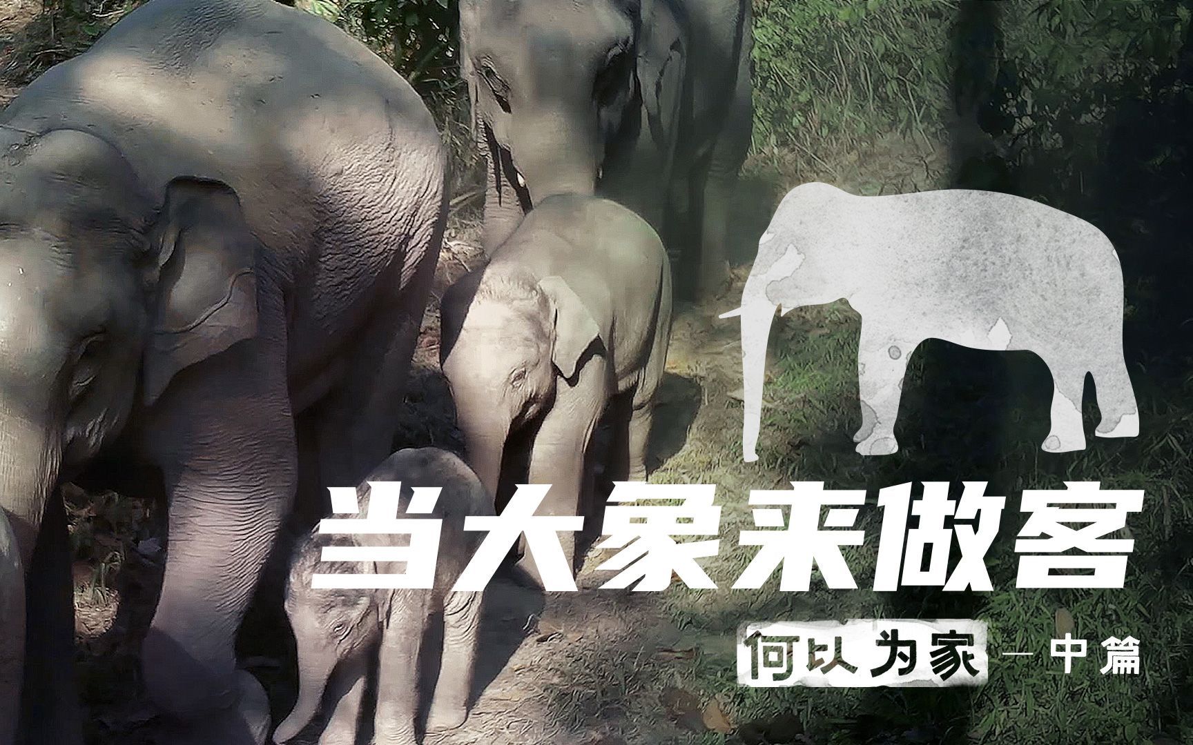 何以为家:大象与我(中)当大象来做客
