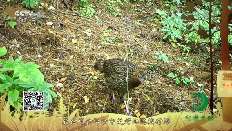 《秘境之眼》 红腹角雉 20210108