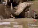 动物世界 《动物世界》 20170527 狮子对战野牛