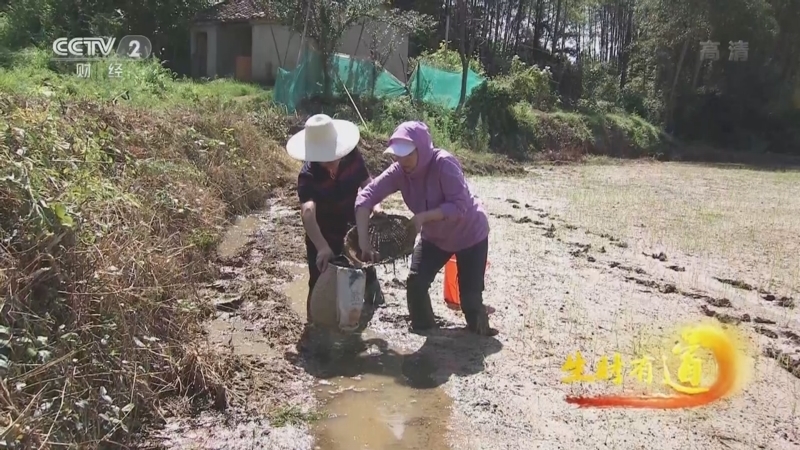 生财有道 《生财有道》 20220715 夏日经济系列——安徽青阳：山水之间 风情夏天