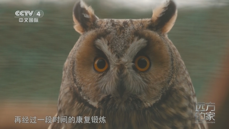 远方的家 《远方的家》 20260312 中国自然秘境 蔚蓝之境 生命摇篮