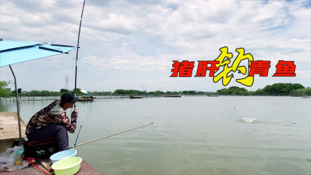 没想到猪肝打窝钓青鱼效果这么好，老曹又有新发现！