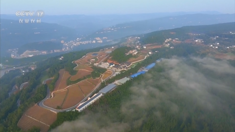 《三农群英汇》 20260407 稻香人生