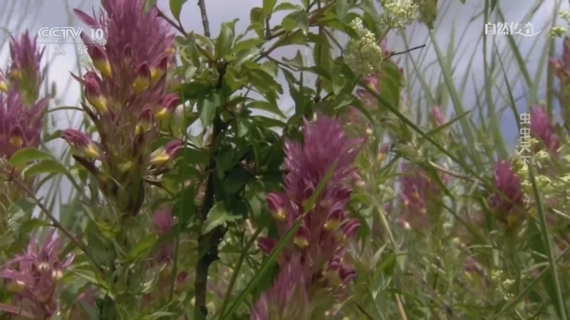 《自然传奇》 20260403 虫虫天下