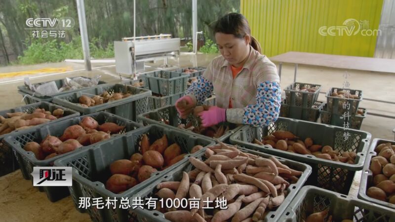 见证 《见证》 20200925 见证湛江（四）小渔村的科技梦
