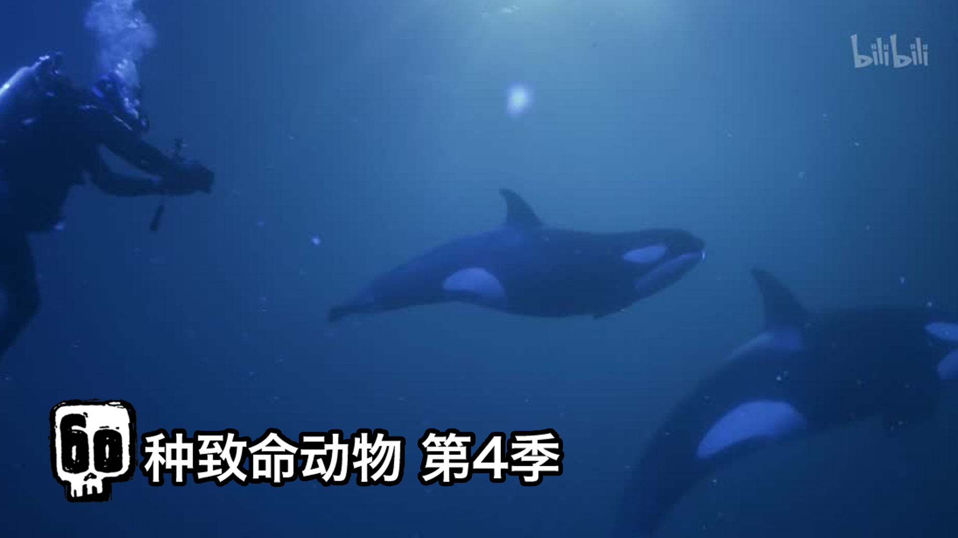 60种致命动物 第4季 虎鲸