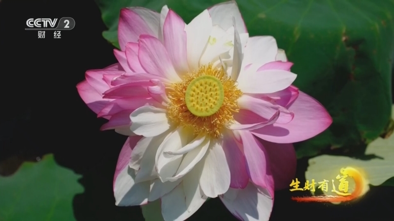 生财有道 《生财有道》 20260804 万亩荷塘里的“绿色引擎”