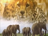 人与自然 《人与自然》 20160429 终极猎手（下）