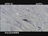 魅力纪录（CCTV-1综合频道） 《魅力纪录》 20120706 冰冻星球 第五集 冬季