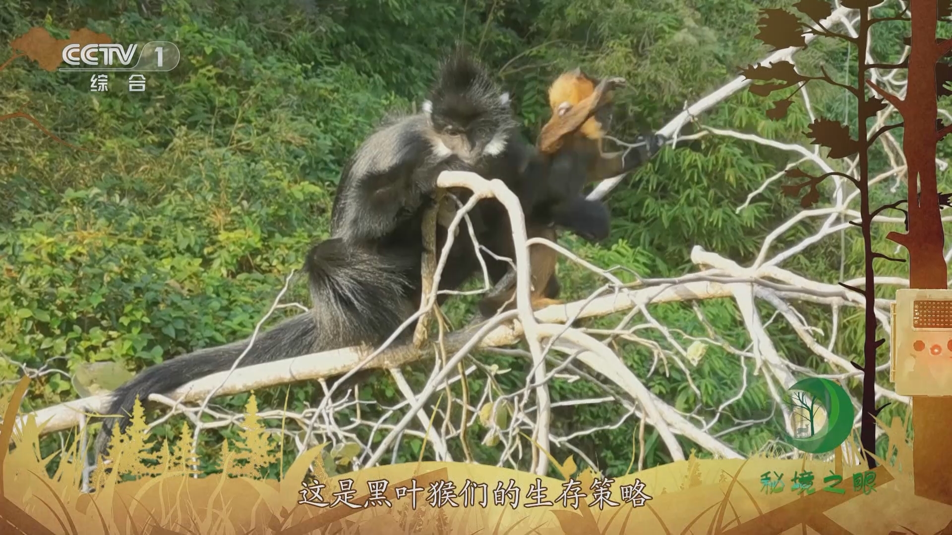 秘境之眼 《秘境之眼》 黑叶猴 20231101
