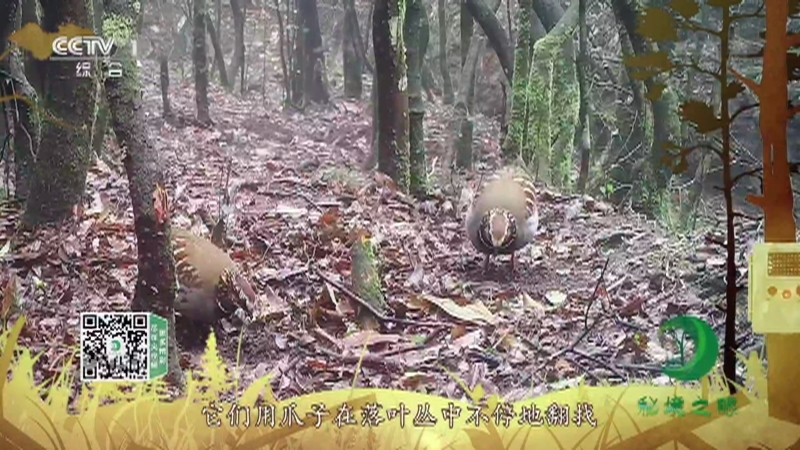 《秘境之眼》 白眉山鹧鸪 20210819