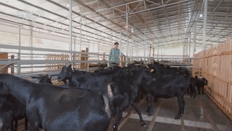 《甜美广西》 第5集 牧养山海