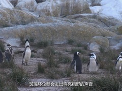 非洲自然写真（African Wild）第7集