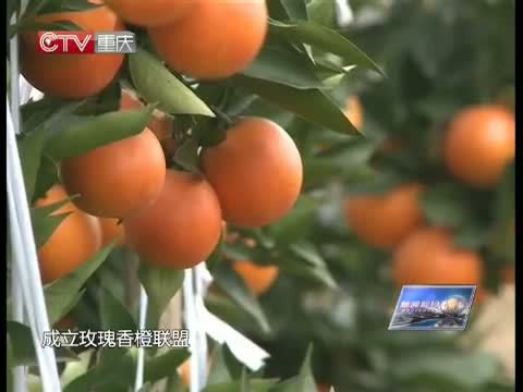 新闻解码 《新闻解码》 20150115 橙黄橘绿 重庆柑橘四季香