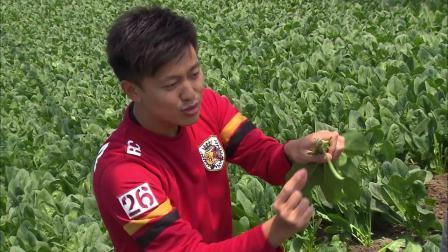 食在好源头 第三季 日本九州：揭秘四季蔬菜、乌贼游泳、四不像蔬菜、找海胆技巧