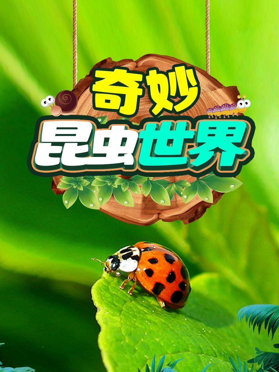 奇妙昆虫世界