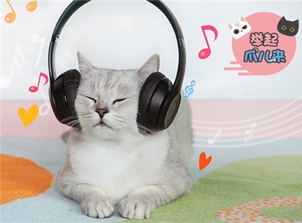 举起爪儿来 没想到猫咪也是音乐控
