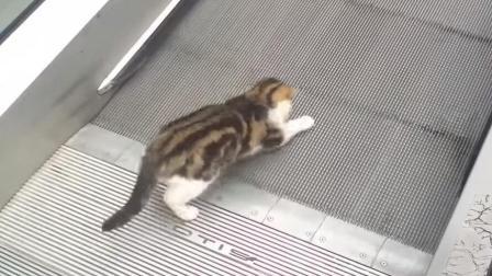 聊斋怪谈 猫咪胆子有多大在这个地方走秀主人差点吓晕