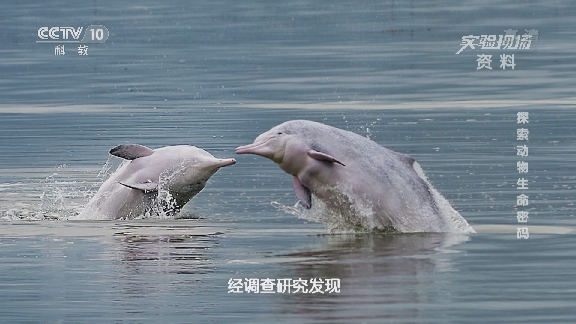 实验现场 《实验现场》 20220102 探索动物生命密码