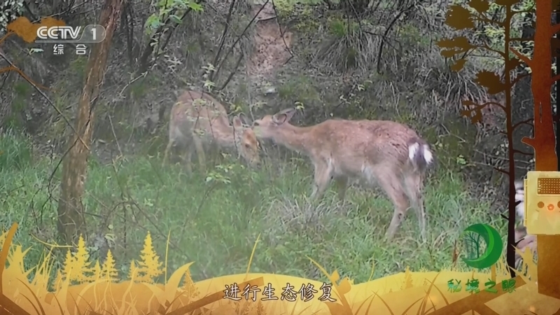 秘境之眼 《秘境之眼》 梅花鹿 20231013