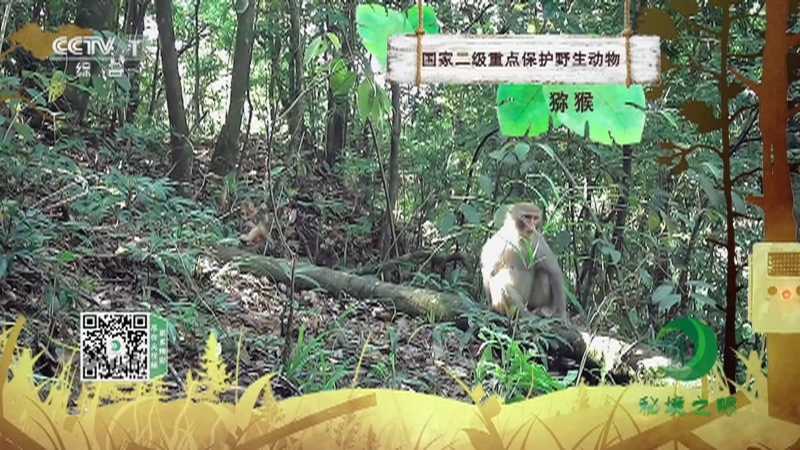 秘境之眼 《秘境之眼》 猕猴 20230503