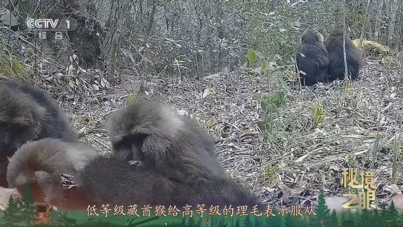 秘境之眼 《秘境之眼》 藏酋猴 20250611