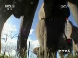 动物世界 《动物世界》 20170519 象群里的伪装者