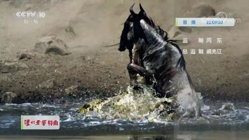 自然传奇 《自然传奇》 20200707 猎杀·防不胜防