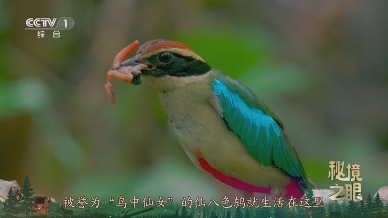 秘境之眼 《秘境之眼》 仙八色鸫 20250518