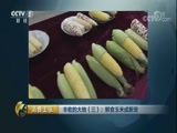 消费主张 《消费主张》 20171115 丰收的大地（三）：鲜食玉米成新宠