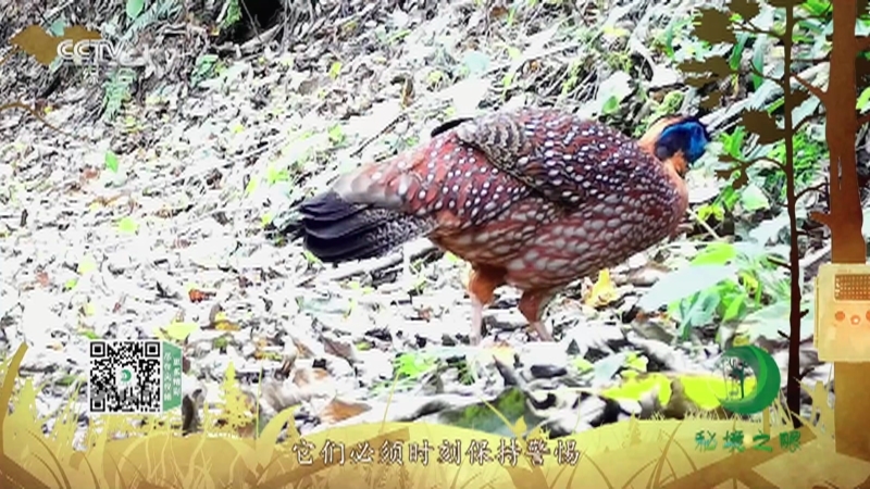 《秘境之眼》 红腹角雉 20210907