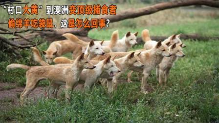 “村口大黄”成为澳洲霸主（下）生擒袋鼠活啃野牛，土狗有多强？