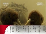 动物世界 《动物世界》 20170908 巨藻森林觅海獭