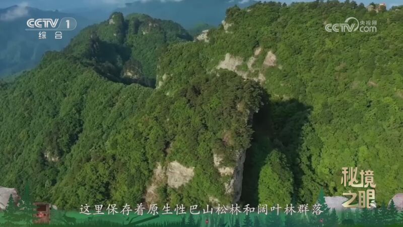 秘境之眼 《秘境之眼》 凤头鹰 20260725