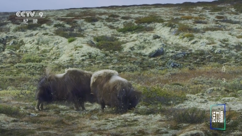 《生存》 第3集 争霸