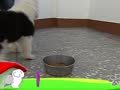 狗狗日记 第73天 肚子饿扁了