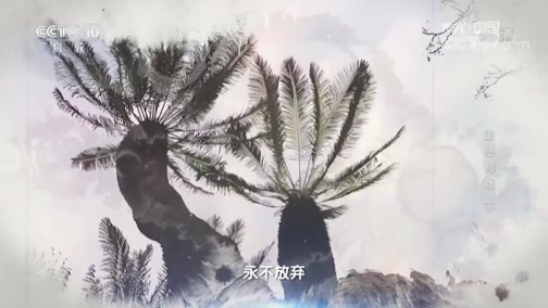 地理中国 《地理中国》 20190304 奇趣自然·生存利器（下）