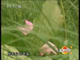 道德观察 道德观察（日播版） 2010年 第255期 父亲