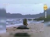 自然传奇 《自然传奇》 20170605 探秘狼群