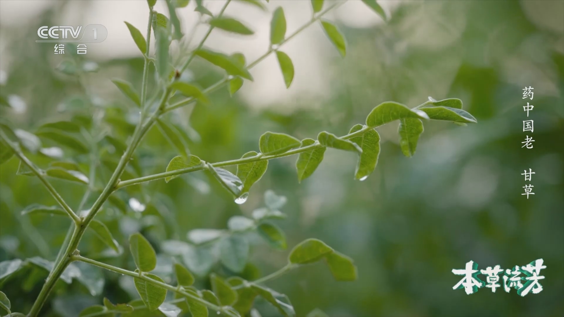 本草流芳 《本草流芳》 第4集 药中国老