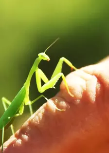 超级镜头：百万个为什么之昆虫篇