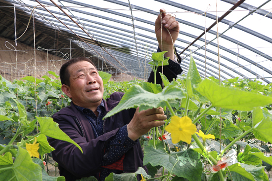 武威民勤县蔡旗镇沙滩村通过科学管理提高小乳瓜产量