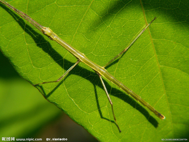 虫子大百科有一种虫子长得很像竹子青色的叫什么名